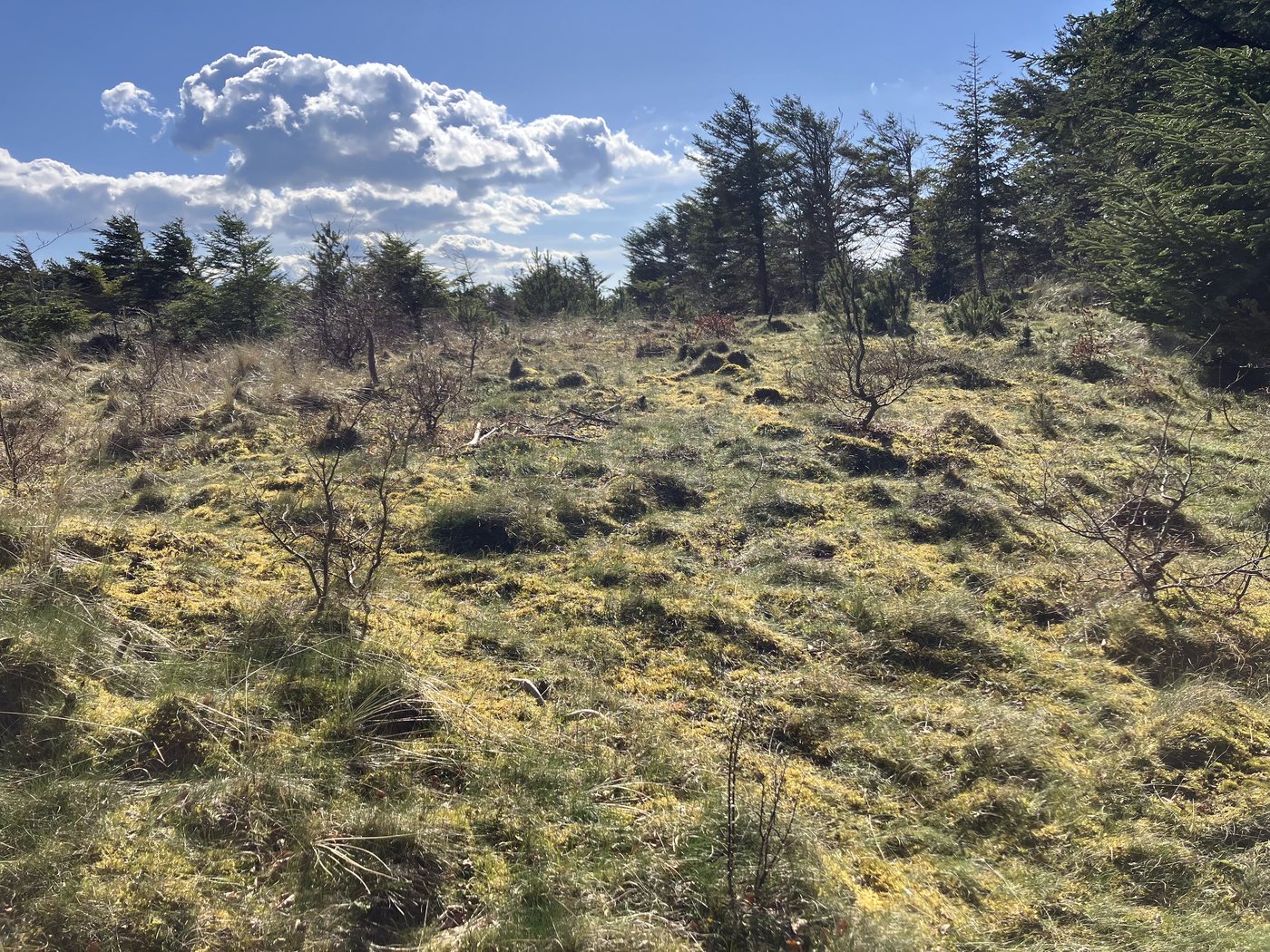 &Aring;ben klithede med lyng og krat i Nationalpark Thy